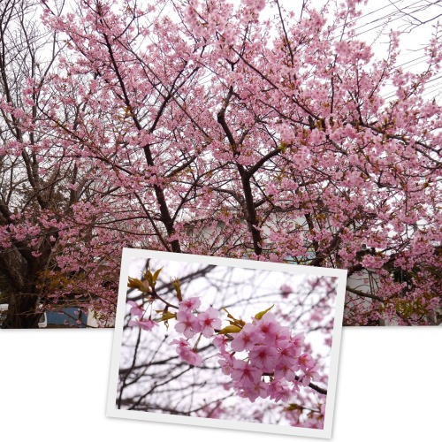 2021-02-26桜２ 大寒桜4.jpg