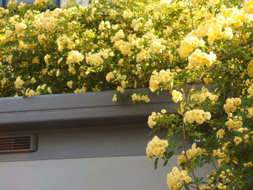 2015-05-01 15.02.06.jpg