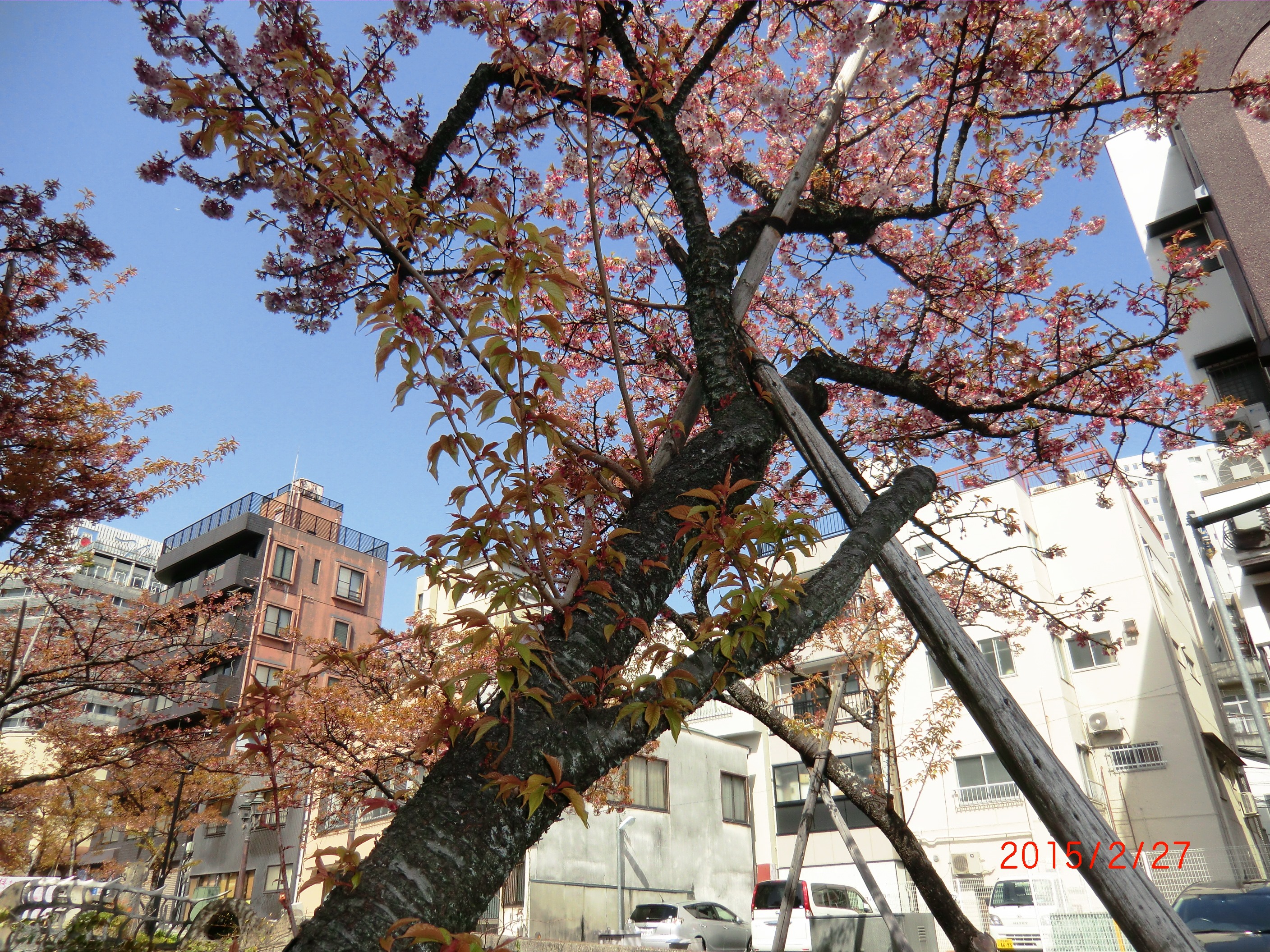 ２－２８糸川桜 001.JPG