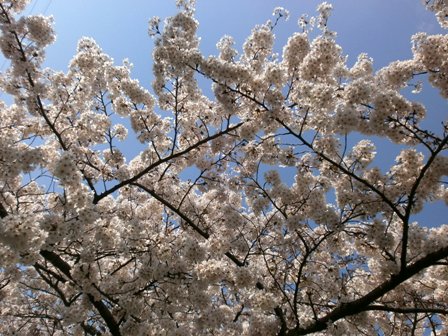 桜１.jpg