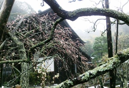 2 瑞泉寺の庭園が美しい.JPG