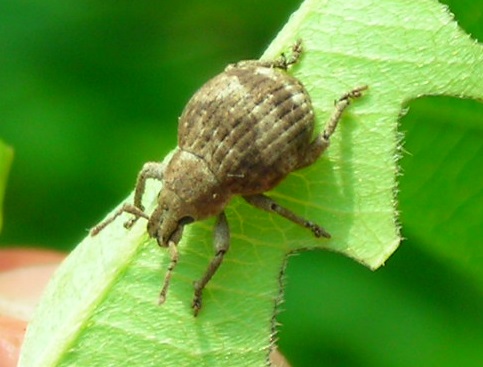 DSCN5512a.jpg