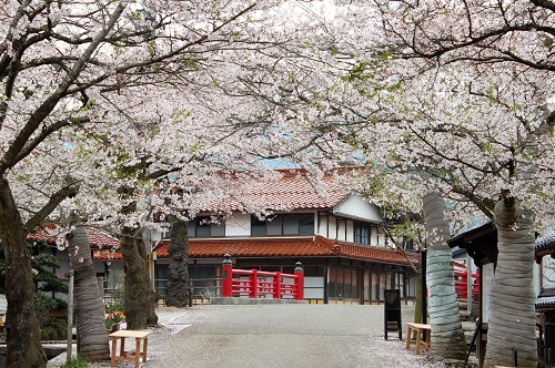 がいせん桜 (13).JPG