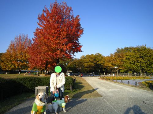 こうよう１.jpg