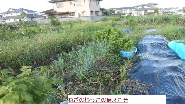C:\fakepath\ねぎ.JPG
