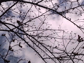 寒の戻り_3月25日