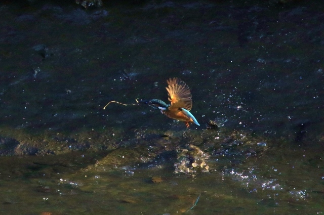 P95A3741 (640x425).jpg