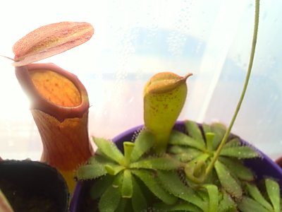 ネペンテス.jpg