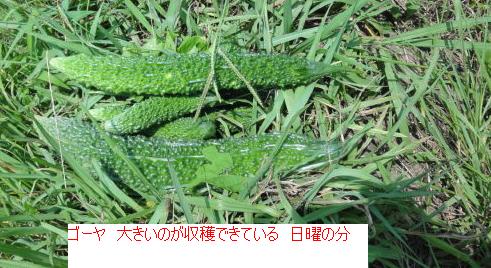 110ごうや.JPG