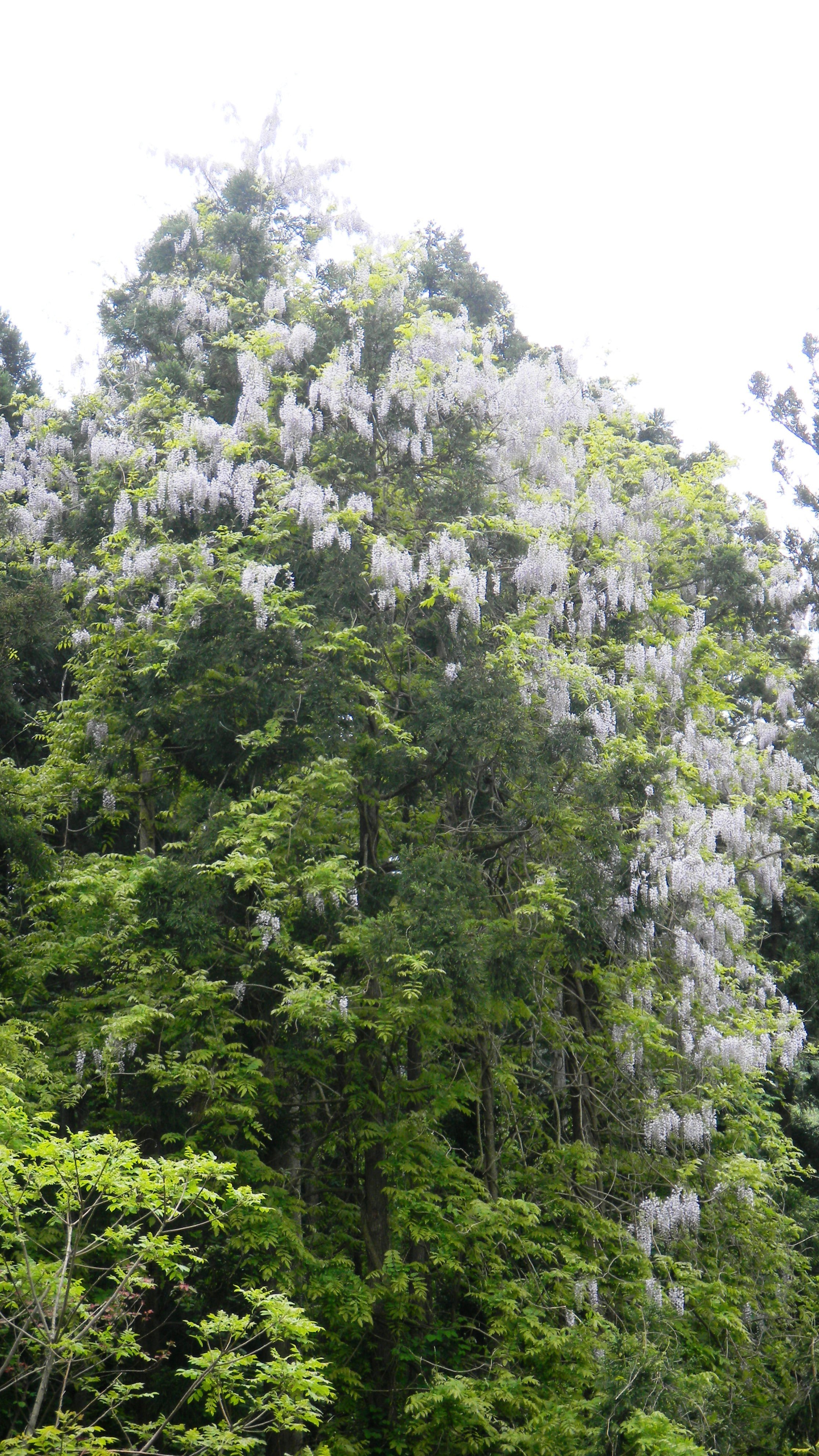 藤の花 (2)(V.2012_05_17__10_57_27).jpg