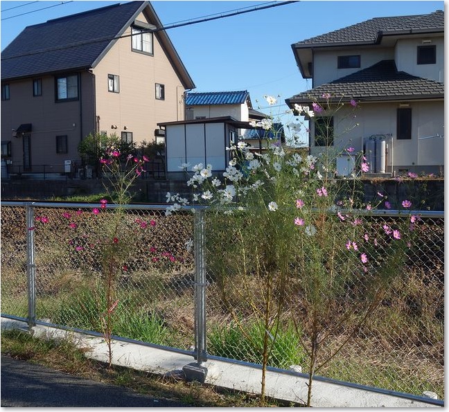 11線路沿いの園芸？