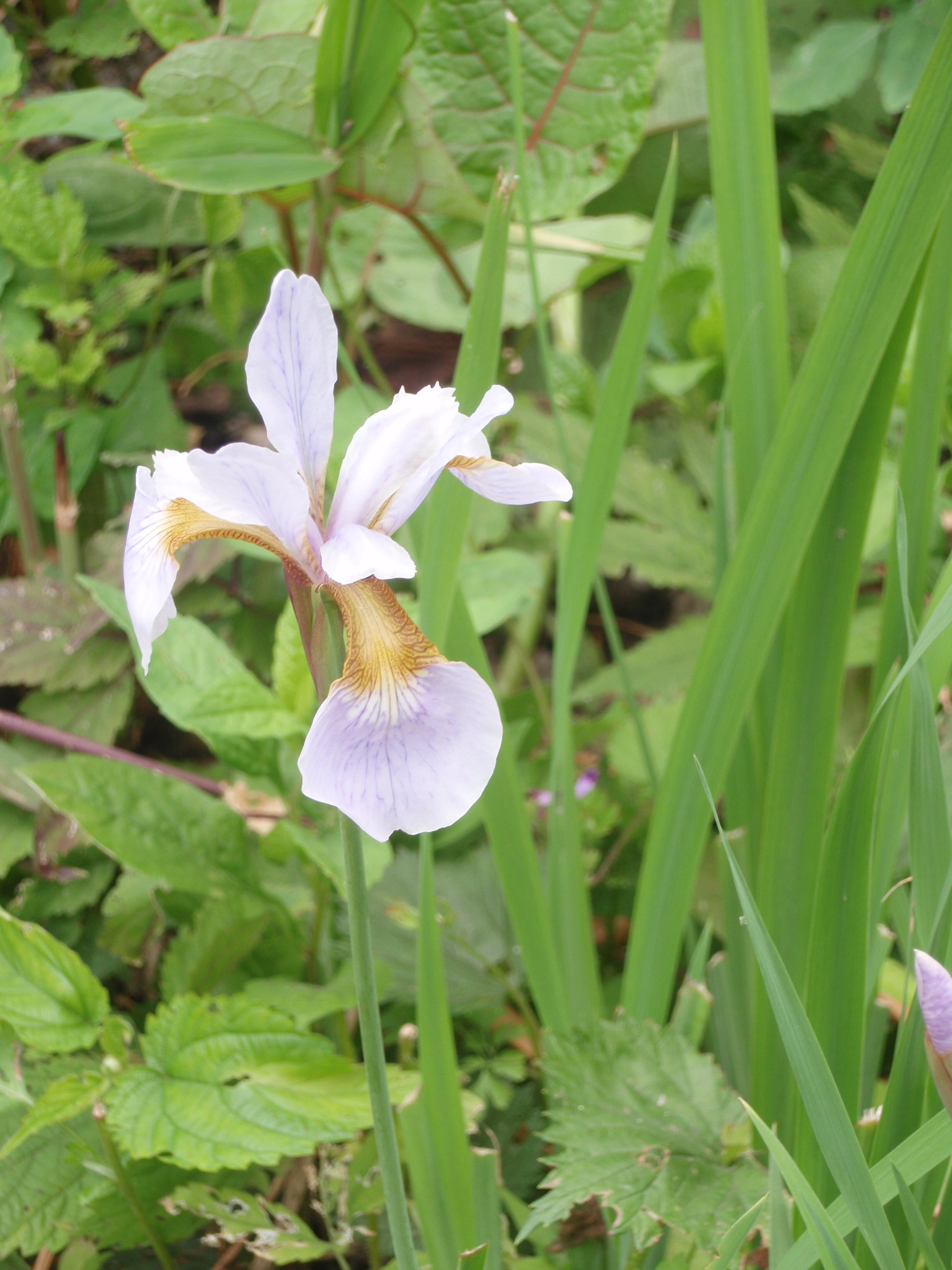 フラワーソンと二枚貝 002.jpg