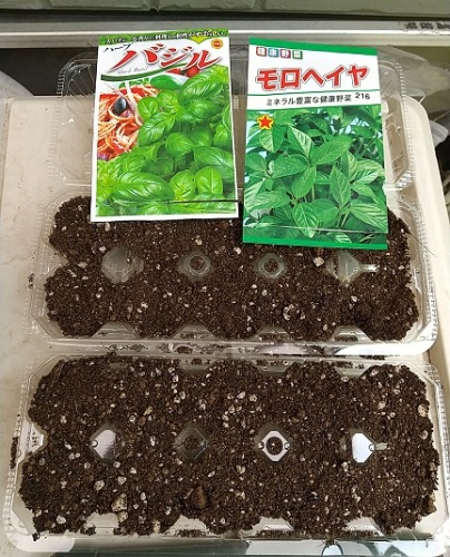 モロヘイヤとバジルのタネを蒔きました V ネコ様とガーデニング 楽天ブログ