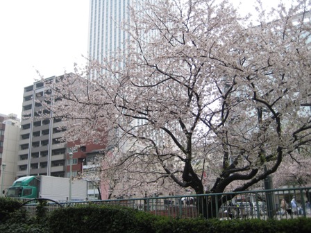 327祝橋公園の桜.jpg