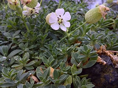 咲くやこの花館　　ハマベマンテマ.jpg