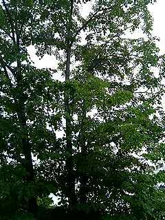 20110530 rain-fine-cloudy 03.JPG