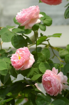 コピー ～ f 265.jpg