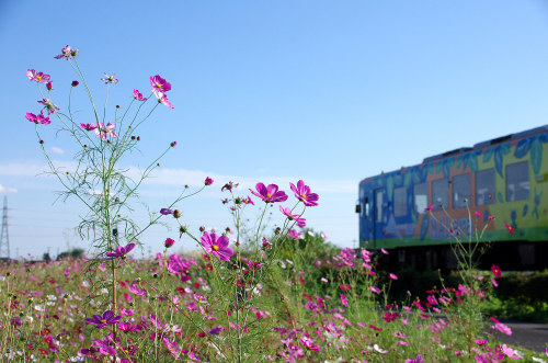 3.コスモスと樽見鉄道(3).jpg