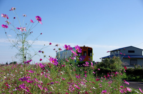 4.コスモスと樽見鉄道(4).jpg