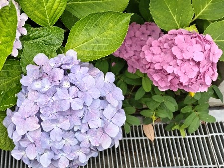 ピンクと水色の紫陽花2023.JPG