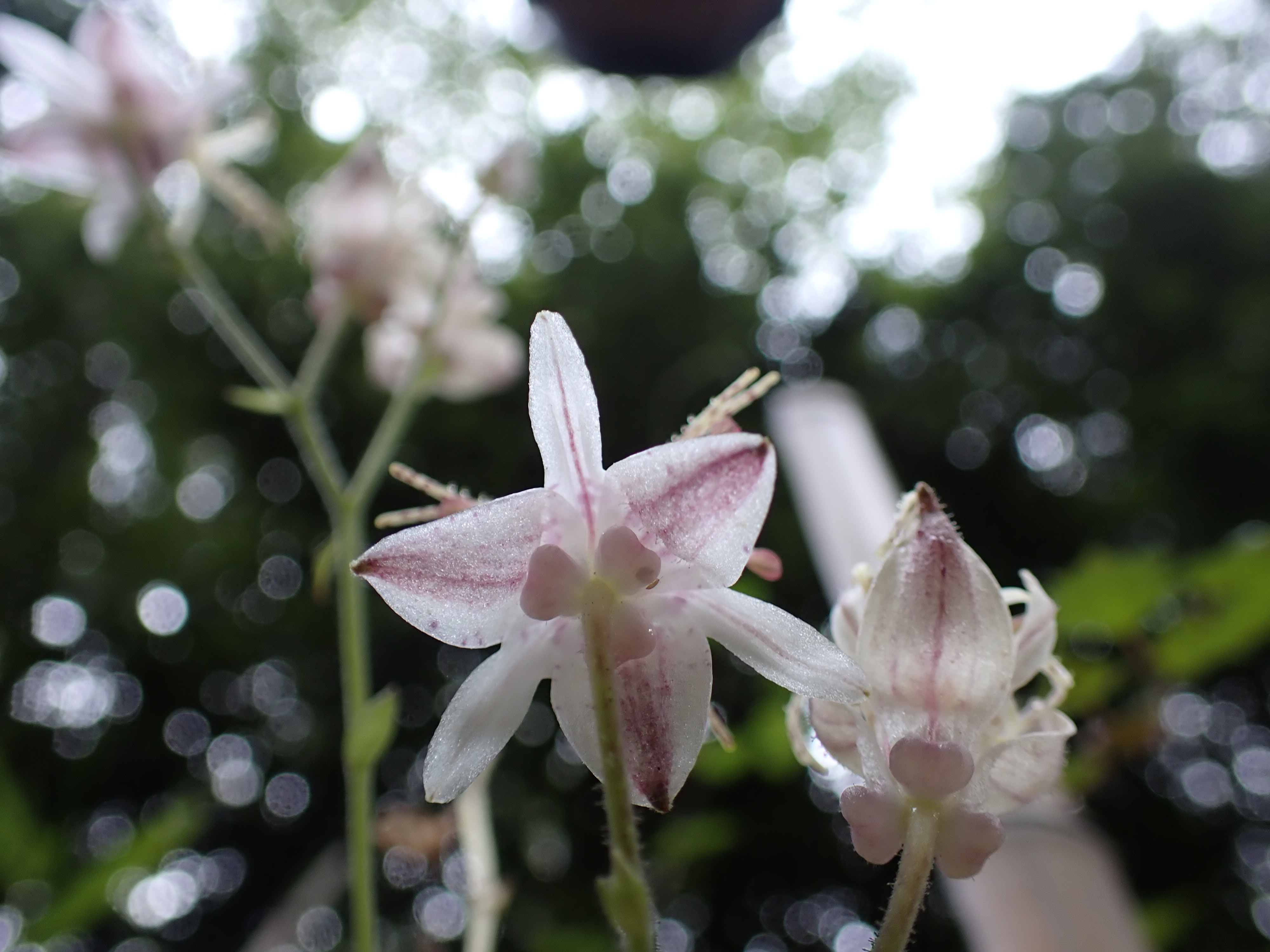 _A050043.JPG