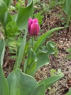 チビチューリップ20130001.jpg