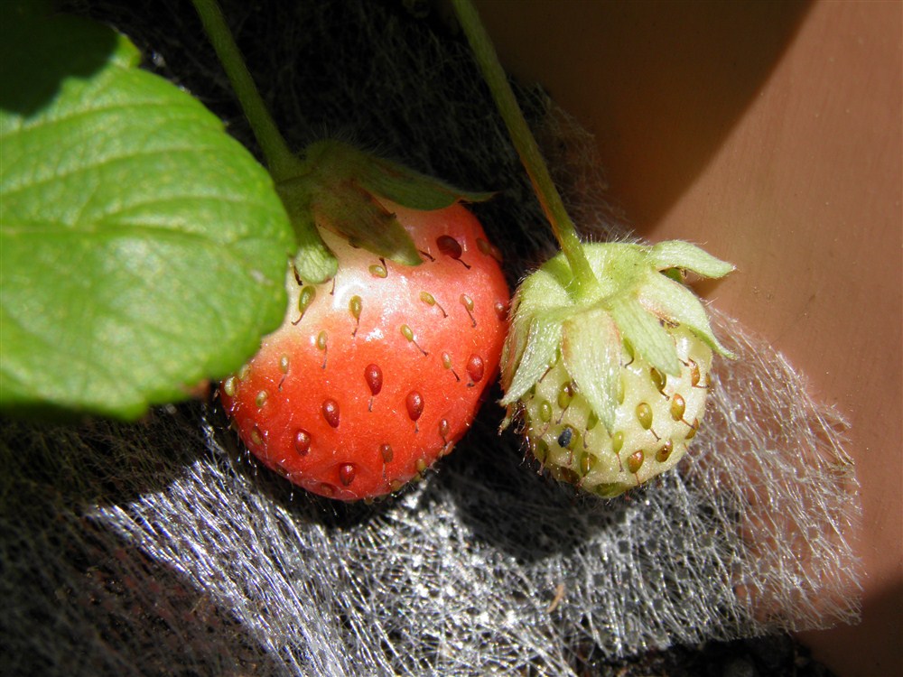 イチゴができた.jpg