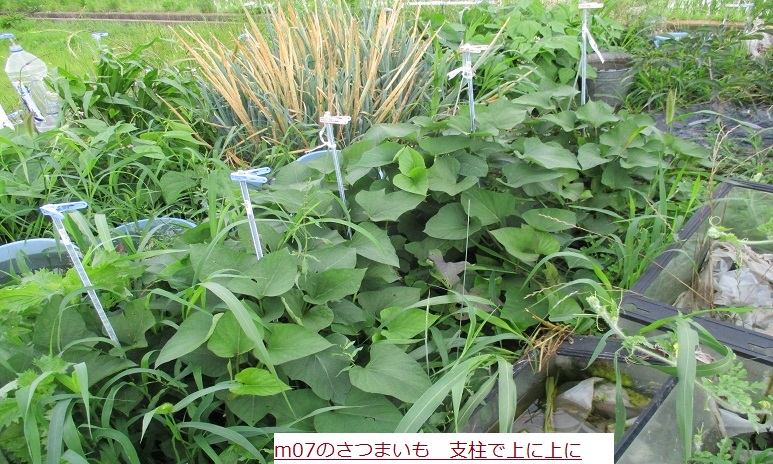 さつまいも.JPG