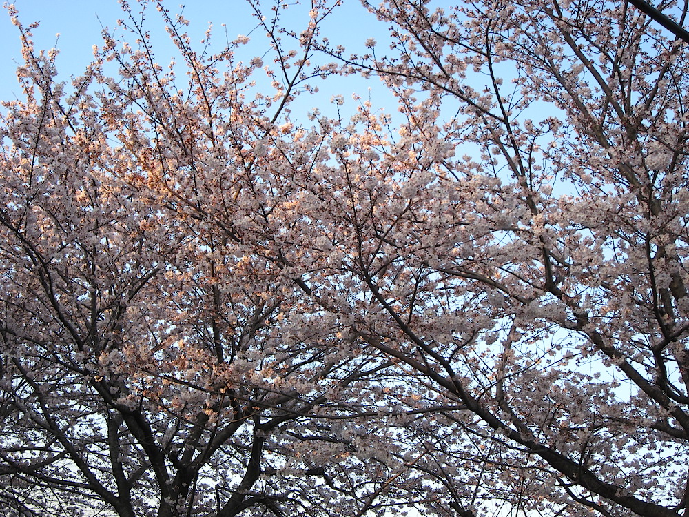 2015sakura027.JPG