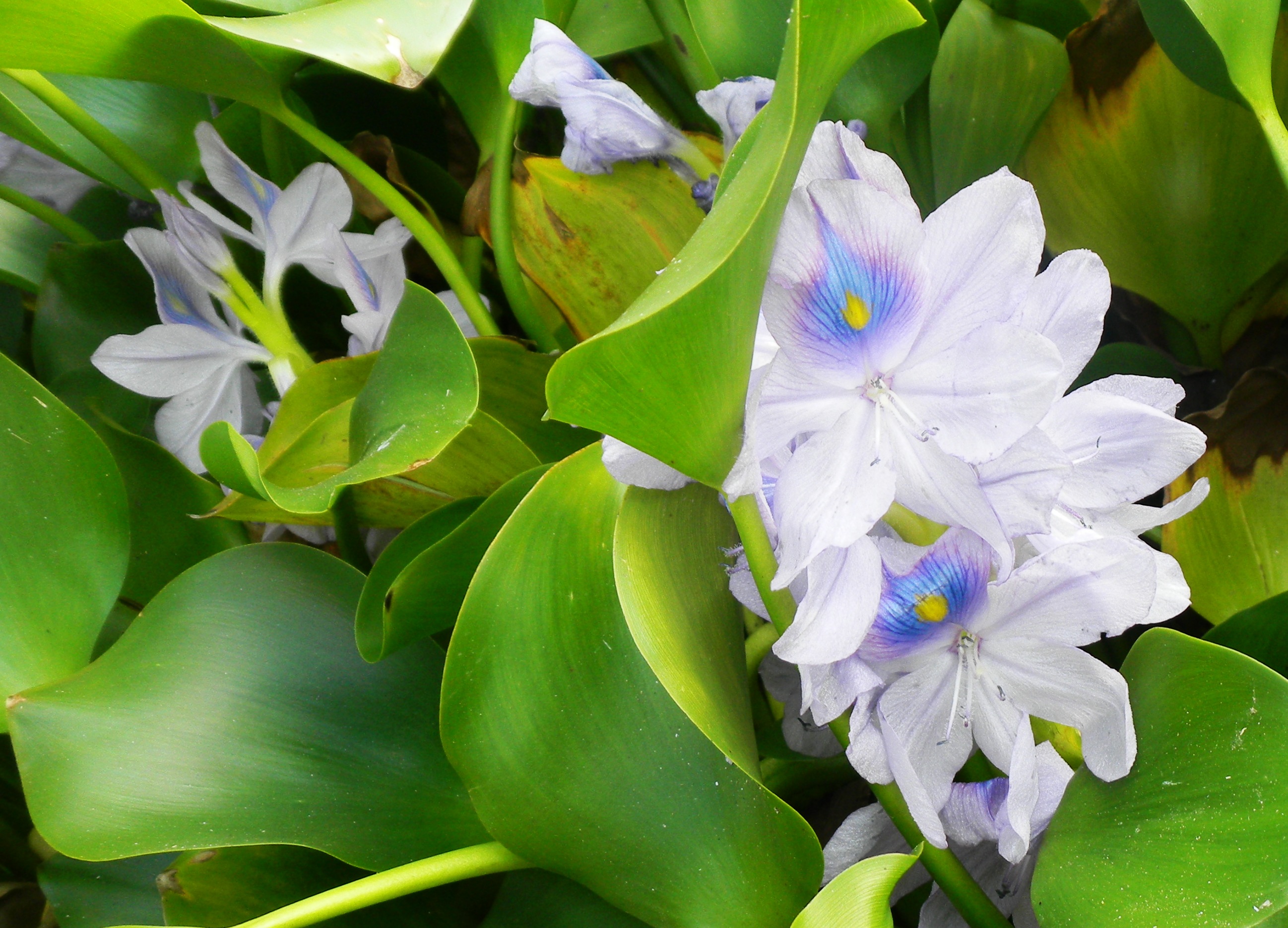 031本薬師寺のホテイアオイ (2).JPG