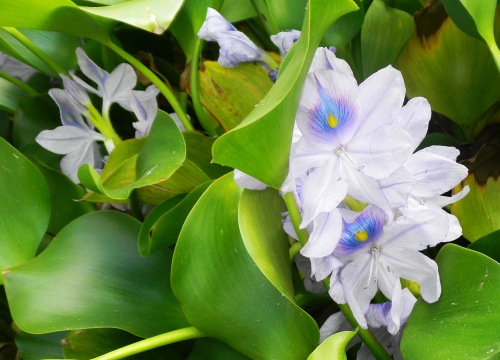 031本薬師寺のホテイアオイ (2).JPG