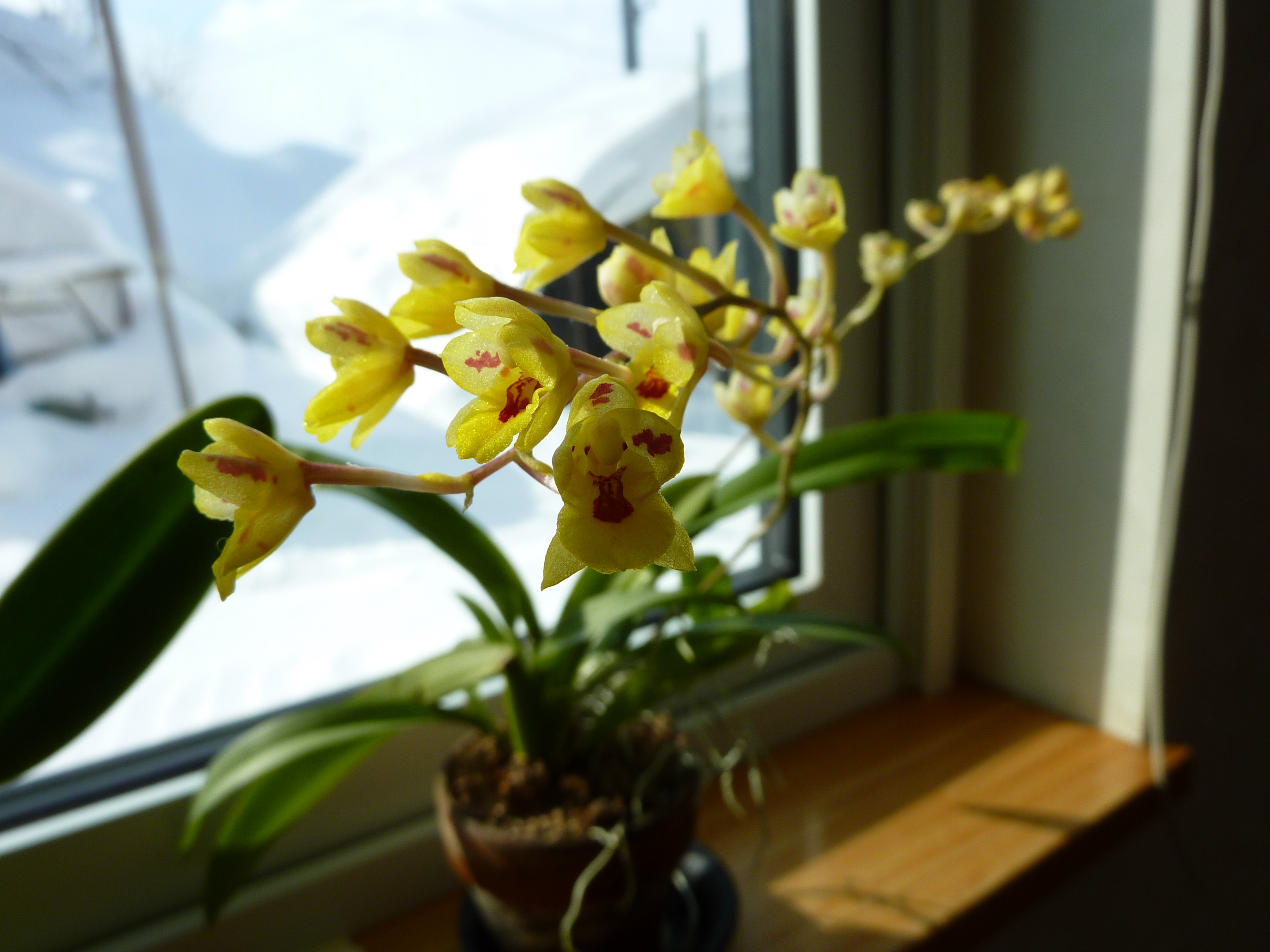 ホーエアラ　ラババースト