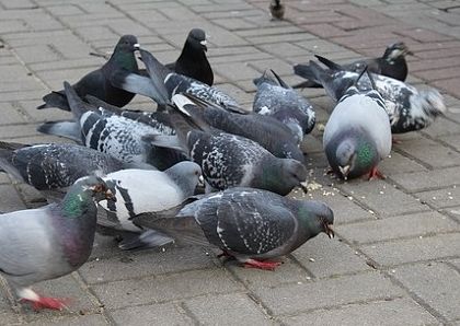 なぜかしらこの鳥は 門外漢のねごとたわごとひとりごと 楽天ブログ