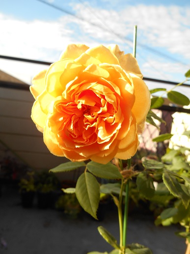 DSCN1700a.JPG