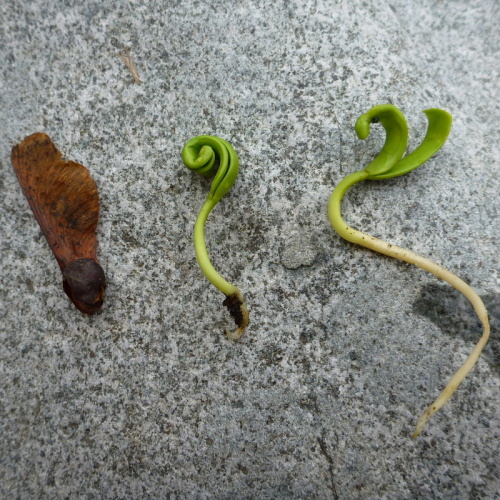 カエデの発芽220140524.jpg