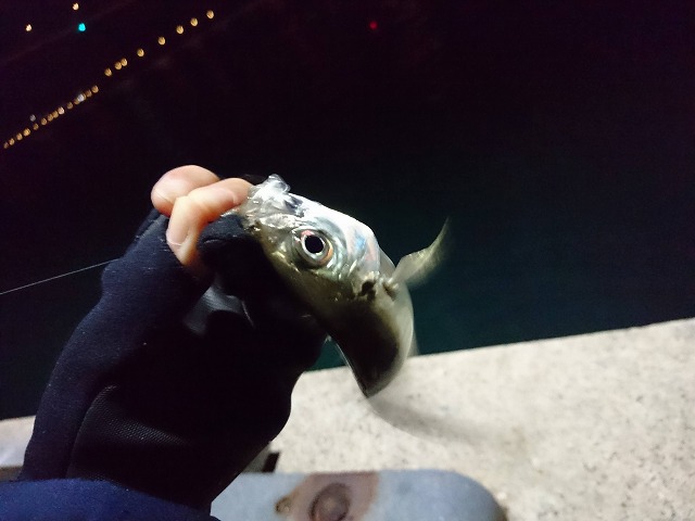 showPhoto (640×480)