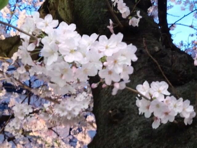 黄昏ソメイヨシノ_高瀬川4月2日