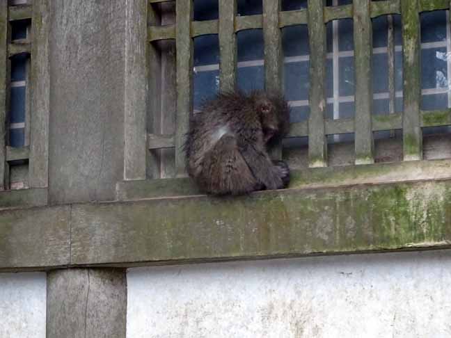 雨の日の猿君 (6).JPG
