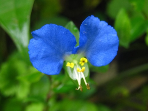 同じツユクサ科の植物 ツユクサとヤブミョウガ 秋 9月下旬 の高尾山 その6 しろうと自然科学者の自然観察日記 楽天ブログ