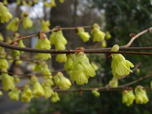 ヒュウガミズキの花が満開になりました トサミズキより木も花も小さいので ヒメミズキ と言われ それが訛ってヒュウガミズキになったという説などがあります しろうと自然科学者の自然観察日記 楽天ブログ