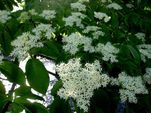 ミズキの花が咲いていました ミズキ 水木 の名は 樹液が多く とくに早春に枝を切ると樹液が滴り落ちることに由来しています しろうと自然科学者の自然観察日記 楽天ブログ