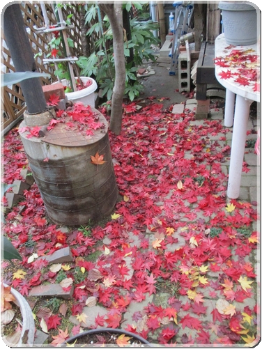 0990落ち葉_0990.jpg