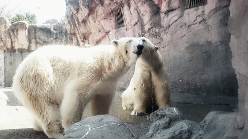 動物園シロクマ1.jpg