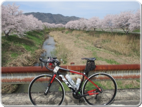 2747川土手の桜並木_2747.jpg