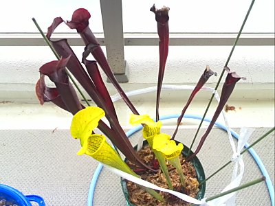 サラセニア2.jpg