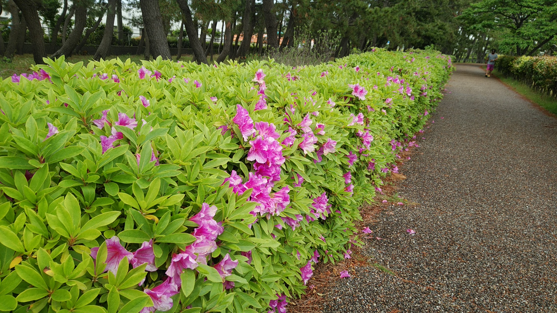 20200506  DSC_0001.jpg.jpg