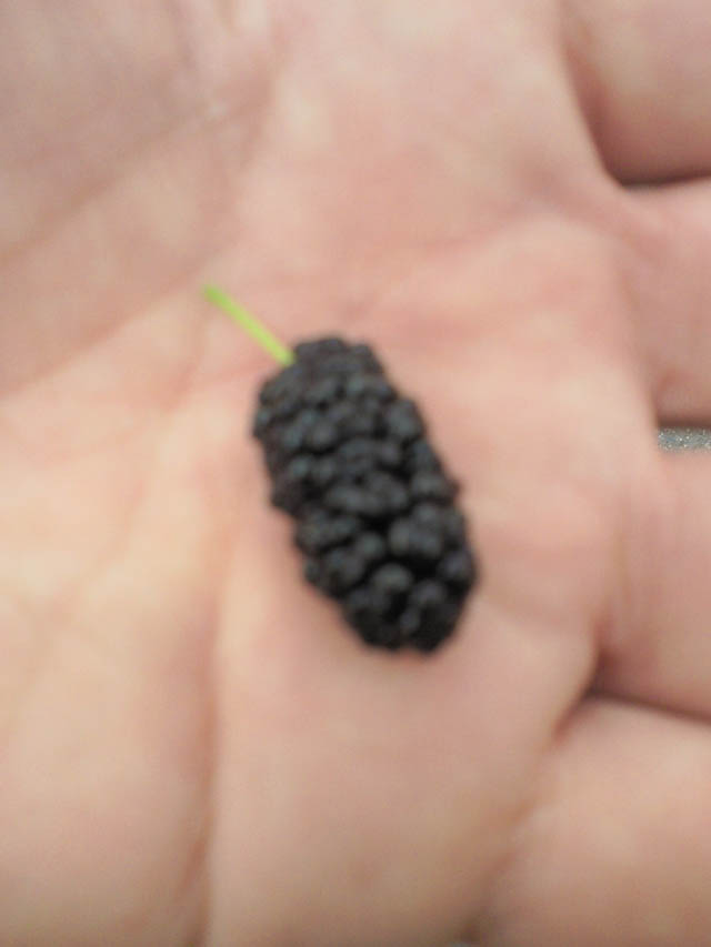 berry2.JPG