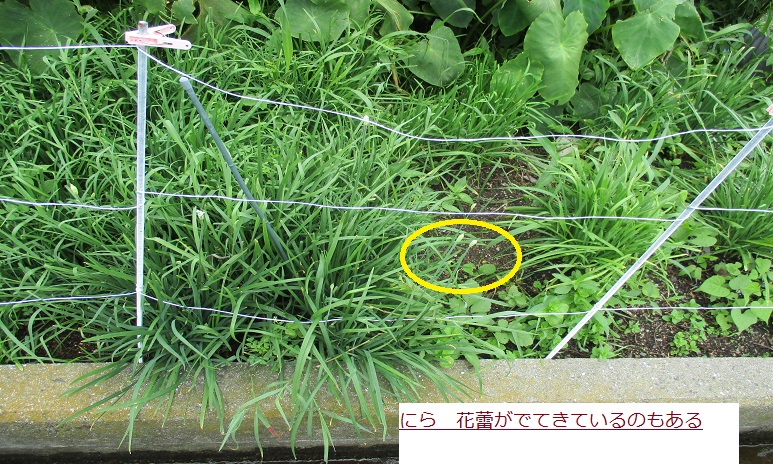 にらつほみ.JPG