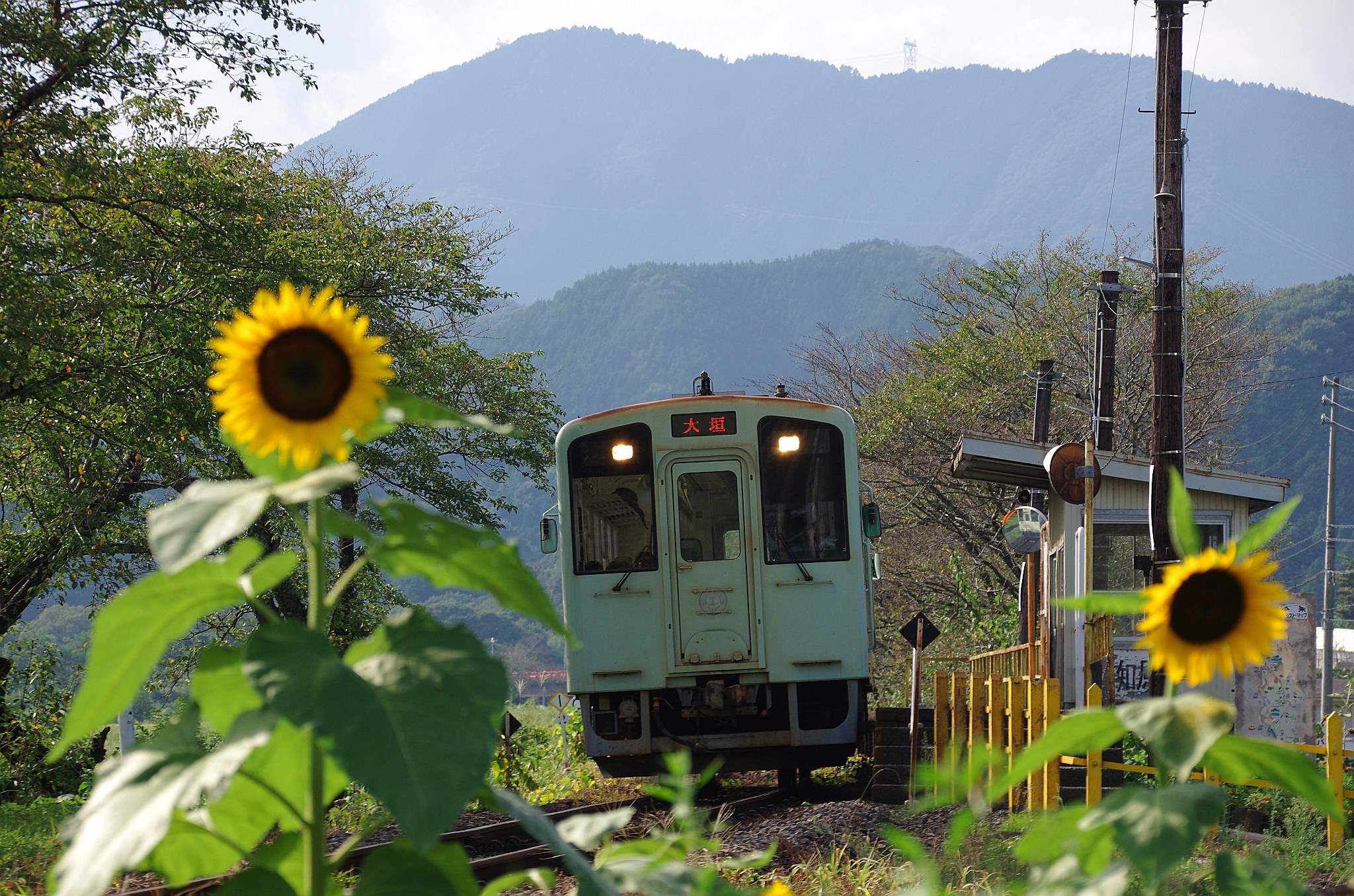 ヒマワリと樽見鉄道(2).jpg