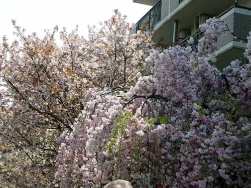 造幣局通り抜け (69).JPG